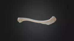 Gyps fulvus, left humerus