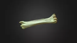 Gyps fulvus, left tarsus-metatarsus