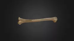 Gyps fulvus, left tibiotarsus-fibula