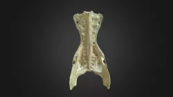 Gyps fulvus, pelvis