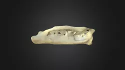 Gyps fulvus, phalanx