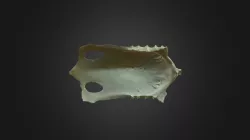 Gyps fulvus, sternum