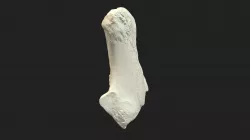 heel bone (calcaneus) cow