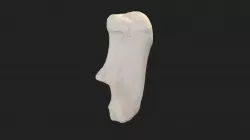 heel bone (calcaneus) horse