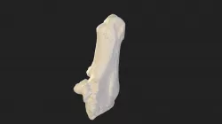 heel bone (calcaneus) pig