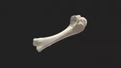 humerus (humerus) pigeon