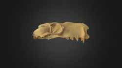 Hypsignathus monstrosus, skull