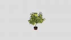 Lemon Tree