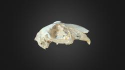 elegia capensis 3d models 【 STLFinder