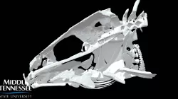 Logperch -  Percina caprodes - Half of Skull