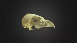 Milvus milvus, skull