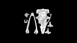 Moa skull (High resolution, 3D printer ready)