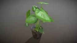 Monstera