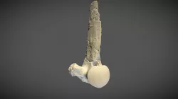 Mosasaur vertebra