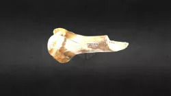 MSCC052 Ovibos moschatus Right Humerus Proximal