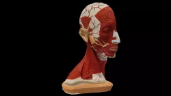 Musclehead