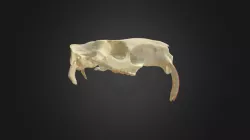 Myocastor coypus, skull