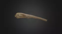 Myrmecophaga tridactyla, skull