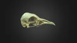 Neophron percnopterus, skull