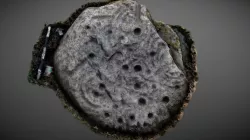 Peace Stone - Cup & Ring Marked Stone