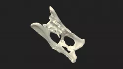 pelvic bones (pelvis) cat