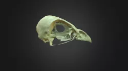 Pernis apivorus, skull