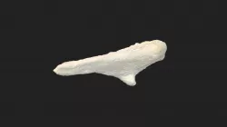 phalanx 1st digit (phalanx digiti alulae) pigeon