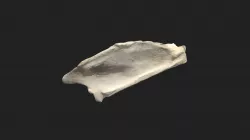 proximal phalanx 2nd digit pigeon