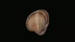 Seashell
