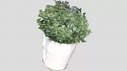 Shrubbery