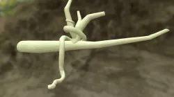 Snake In a Tree