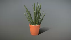 Spear Sansevieria