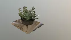 Succulents in the Kitchen