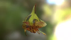 Thorn Bug