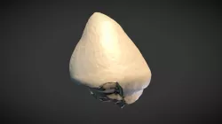 Tooth crown of Globidens