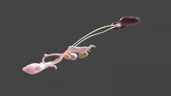 Urogenital System of Rattus norvegicus