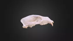 Ursus arctos, skull