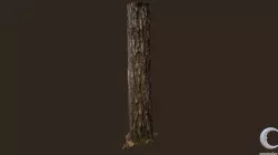3D scanned Tree trunk 03