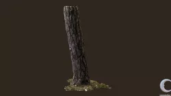 3D scanned Tree trunk 04