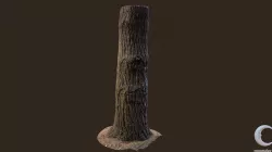 3D scanned Tree trunk 05