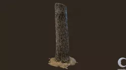 3D scanned Tree trunk 06