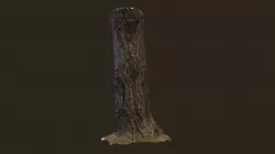 3D scanned tree trunk 11