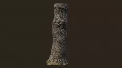3D scanned Tree trunk 12