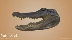 Alligator Head