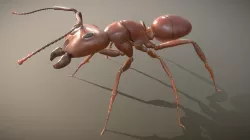 Ant model