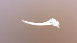 Bitis atropos