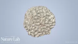 Brain Coral