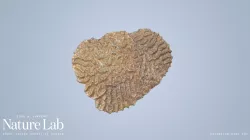 Brain Coral