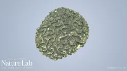 Brain Coral