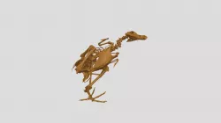 Dodo Squelette